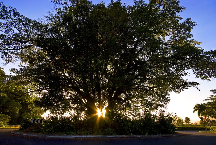 Giant fig tree silhouetted at sunrise on the Red Peak Forest Estate roundabout